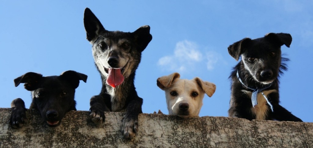 Buscamos perro para&nbsp;cortometraje